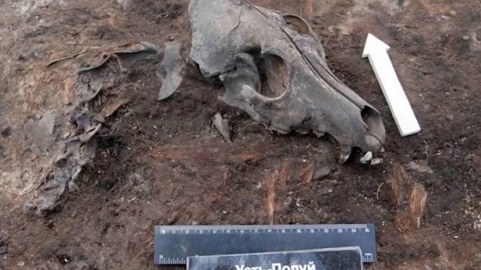 2,000-year-old dog graveyard discovered in Siberia 